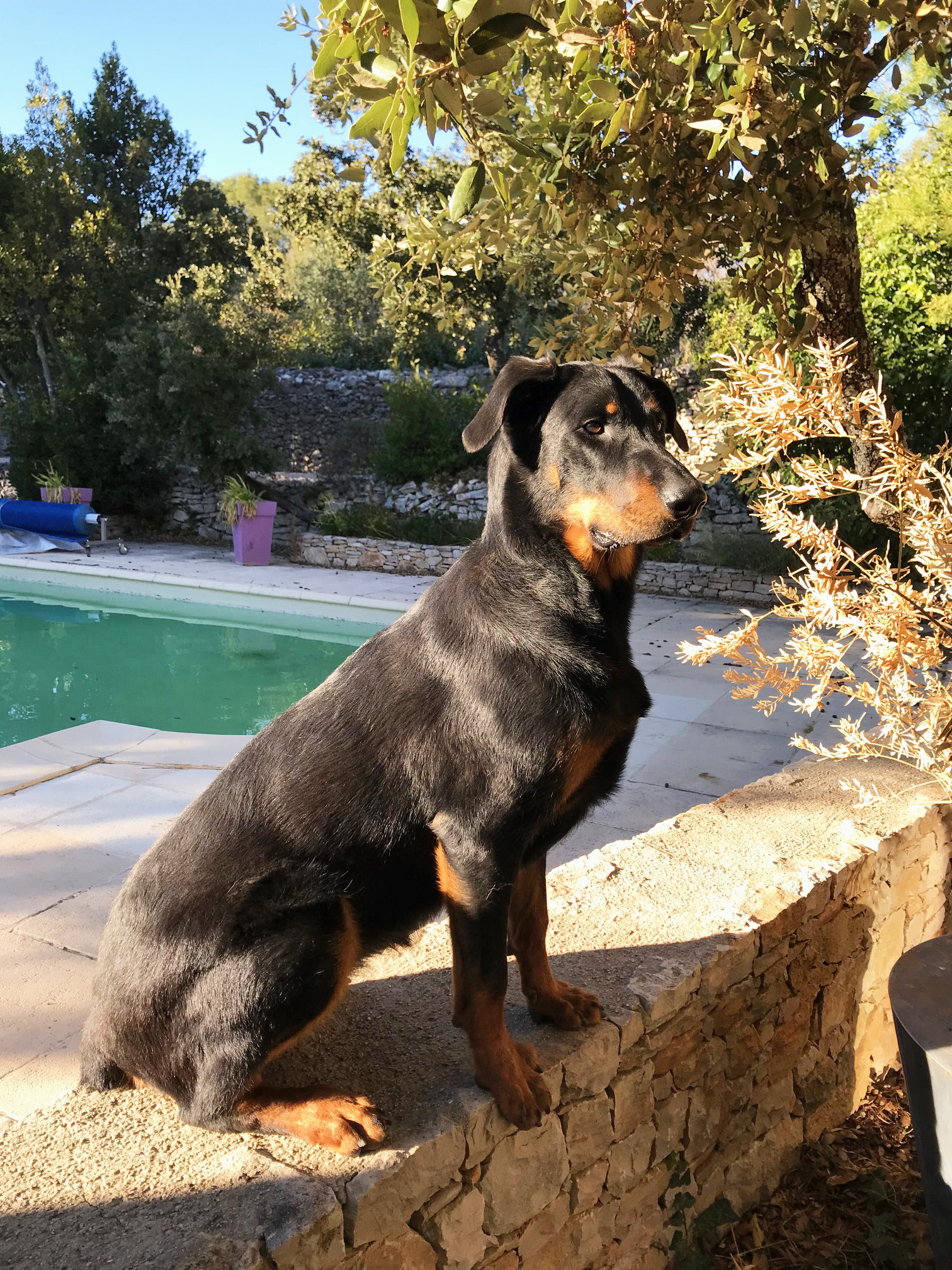  domainedelalicorne.fr photo chien beauceron photo chiot beauceron Elevage de beauceron chiot beauceron pure race élevage du clos de la licorne elevage des gardiens de la licorne elevage beauceron noir et feu authentique gros gabarits élevage de Beauceron familial sérieux et qualité domainedelalicorne.fr suivi des chiots conseil d’éducation chiot propre bas rouge santé caractère spécialiste du beauceron noir et feu ou arlequin chien rustique berger de France  nos chiots sont élevés avec amour et attention notre passion au service de la qualité Beauceron de qualité et sportif domaine de la licorne 04380 BARRAS élevage en liberté éleveur berger de beauce élevage de beauceron de travail 06 11 20 51 93 site domainedelalicorne.fr mail domainedelalicorne@gmail.com